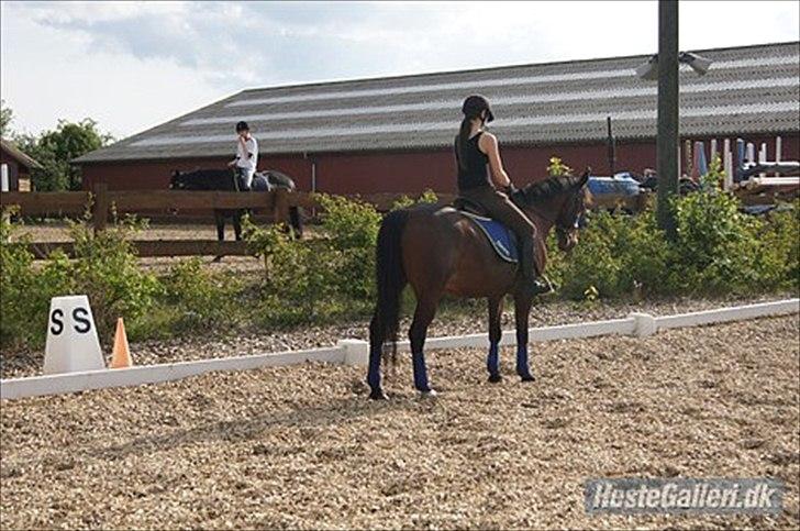 Anden særlig race Nova - Parade :')<3 Foto: Simone billede 5