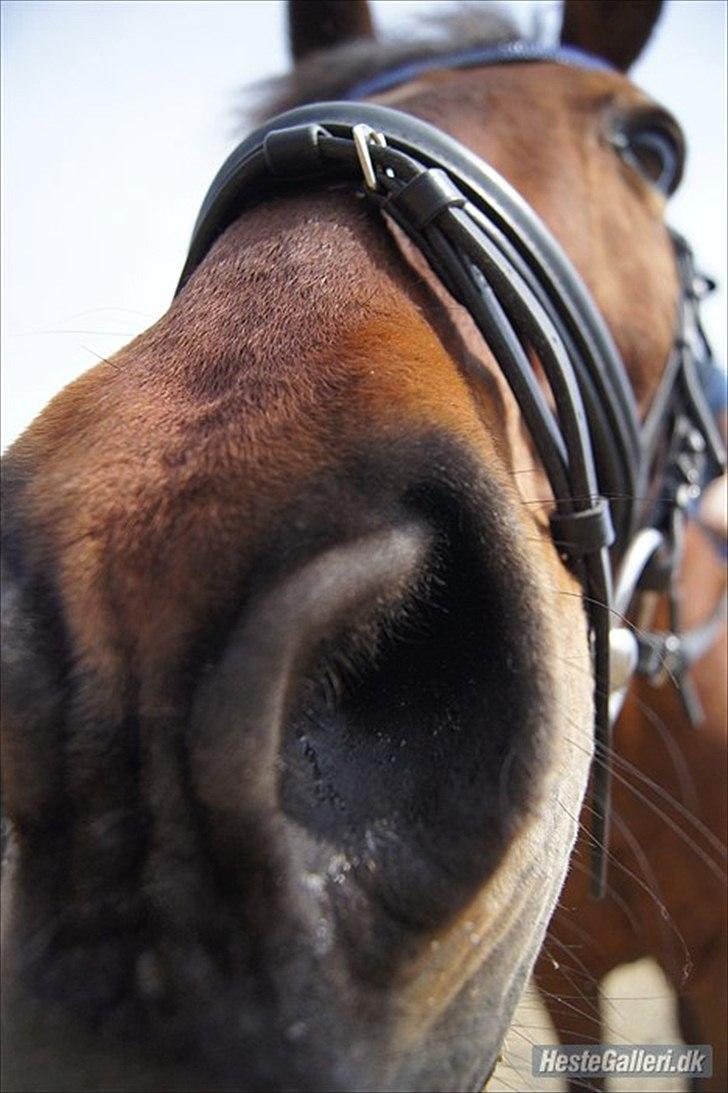 Anden særlig race Nova - Nova hilser lige på kameraet xD Foto: Simone billede 6