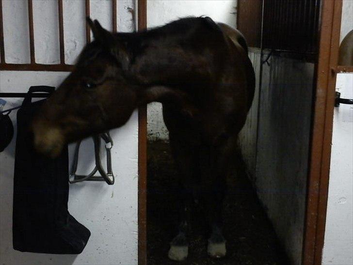 Anden særlig race Nova - Nova kigger lige ud af boksen :] Foto: Anne billede 13