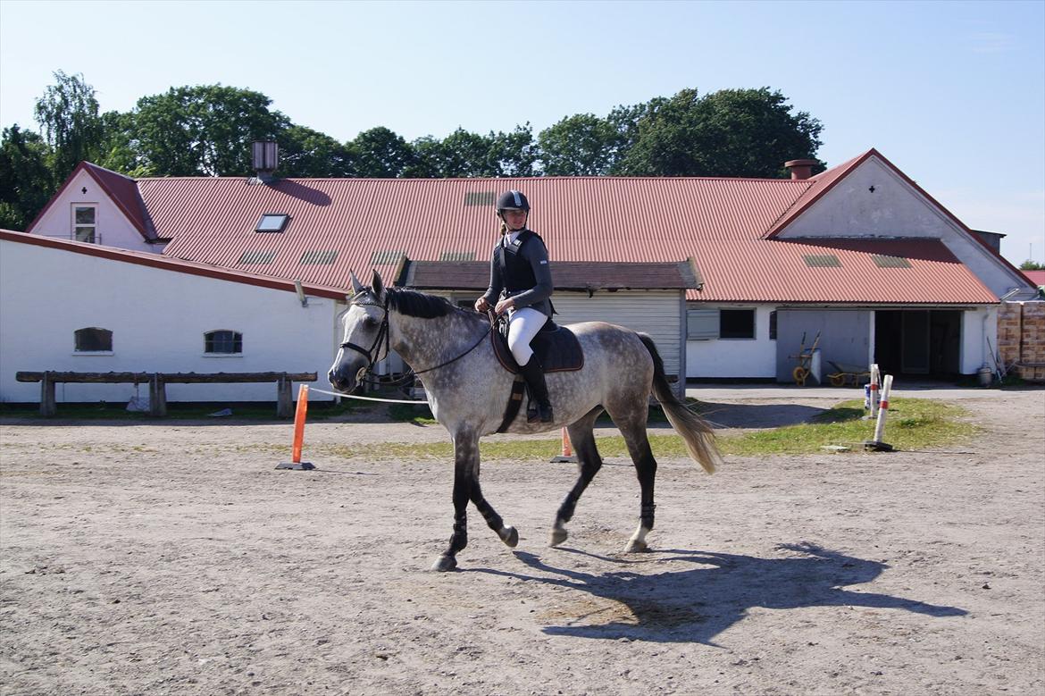 Dansk Varmblod In' Takt - HGR Foto: Jimmy  billede 15
