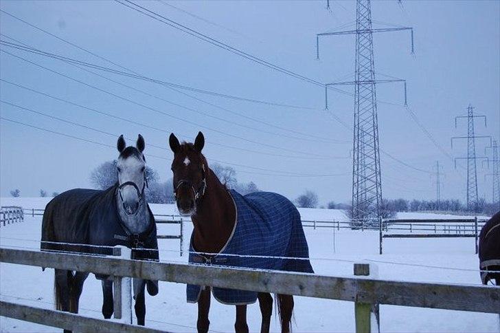 Dansk Varmblod In' Takt - En årstid vi aldrig glemmer <3 Veninder 4-ever <3 Foto: Annika  billede 16