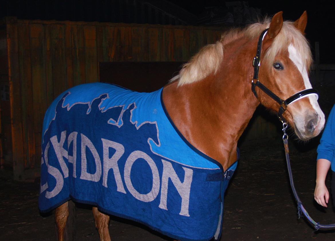 Haflinger Wincent billede 7