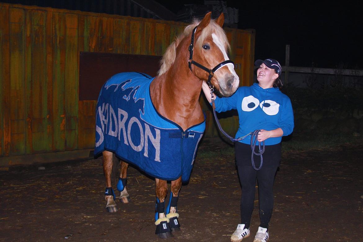 Haflinger Wincent billede 9