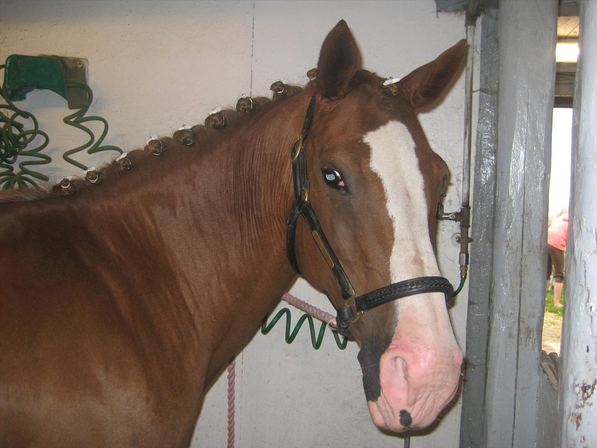 Anden særlig race Safi Rubin (SOLGT) billede 20