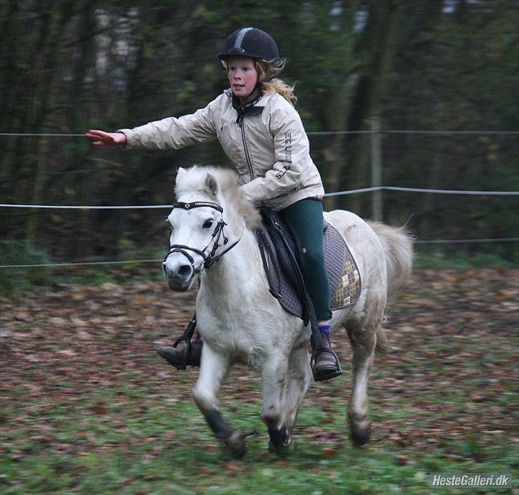 Anden særlig race Kasper - games d.15/11
 billede 4