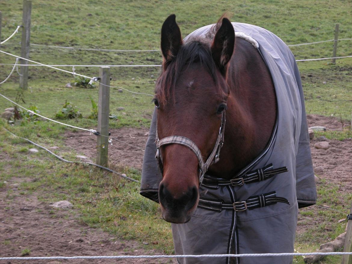 Dansk Varmblod Monty af Dandanell *SOLGT* - Hej? :) nurh hvor sødt =) billede 10