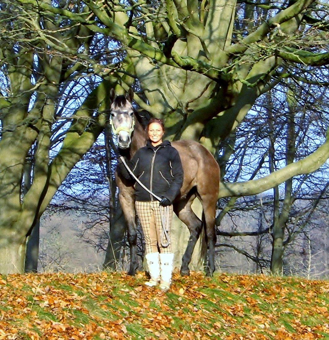 Trakehner Grenanda billede 10