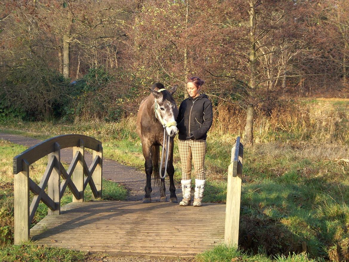 Trakehner Grenanda billede 11