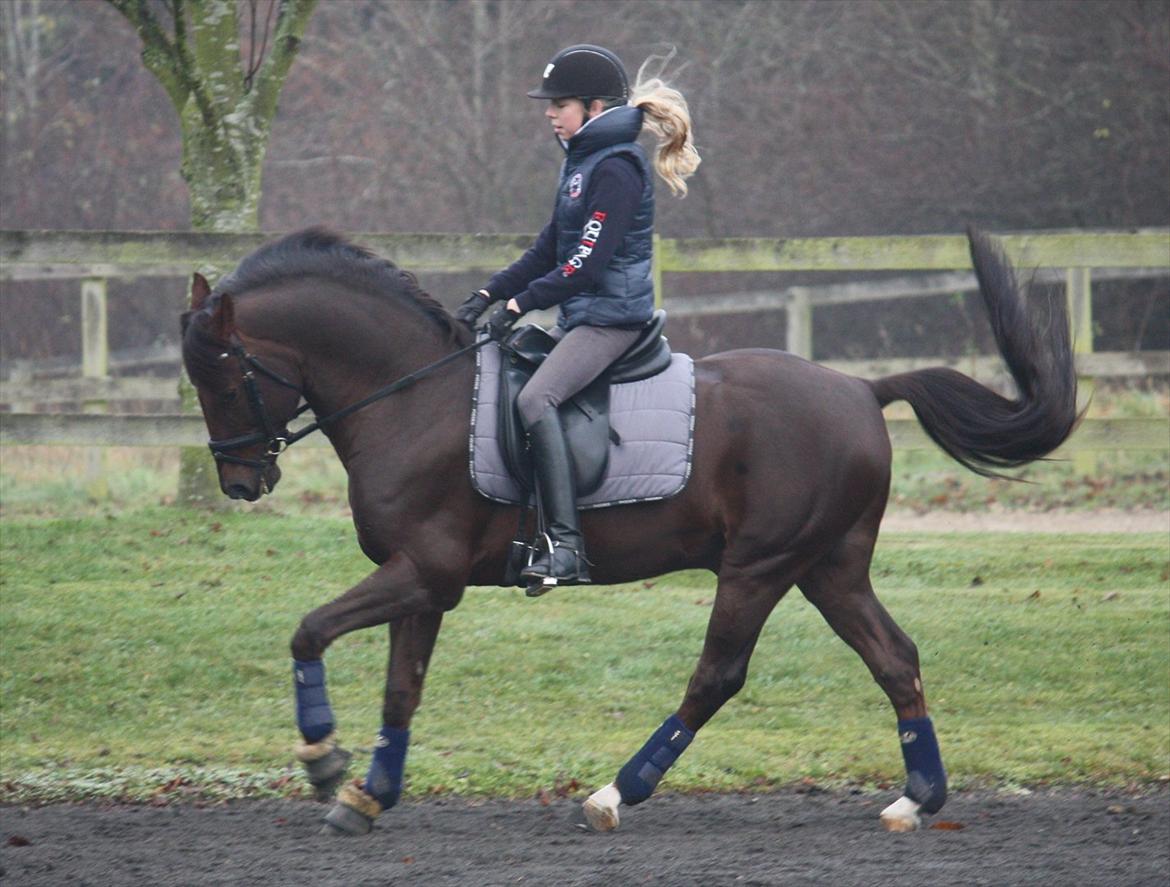 Tysk Sportspony Campari WE A-Pony - 4: Den 20 nov. 2011 - 3. gang jeg rider ham
Foto: Sally Klinge Clausen billede 3