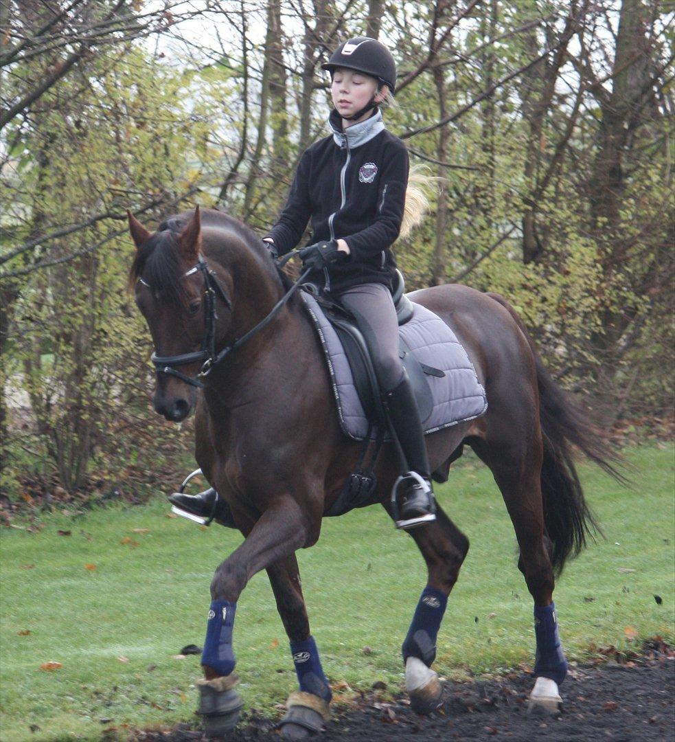 Tysk Sportspony Campari WE A-Pony - 5: Den 20 nov. 2011 - 3. gang jeg rider ham
Foto: Sally Klinge Clausen billede 5