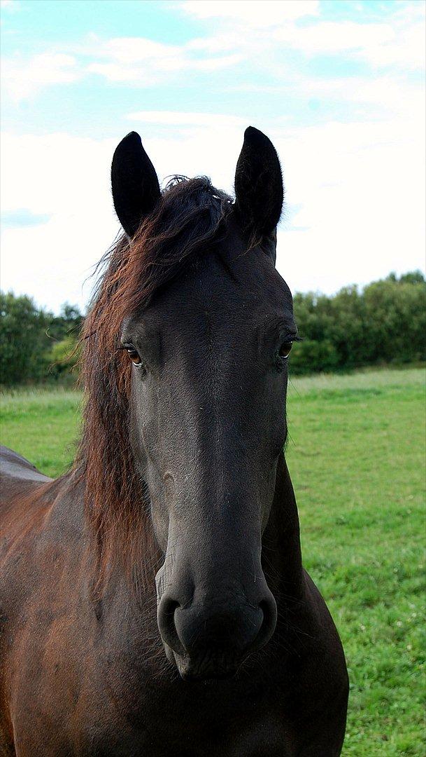 Frieser Rambo Van Henswoude billede 2