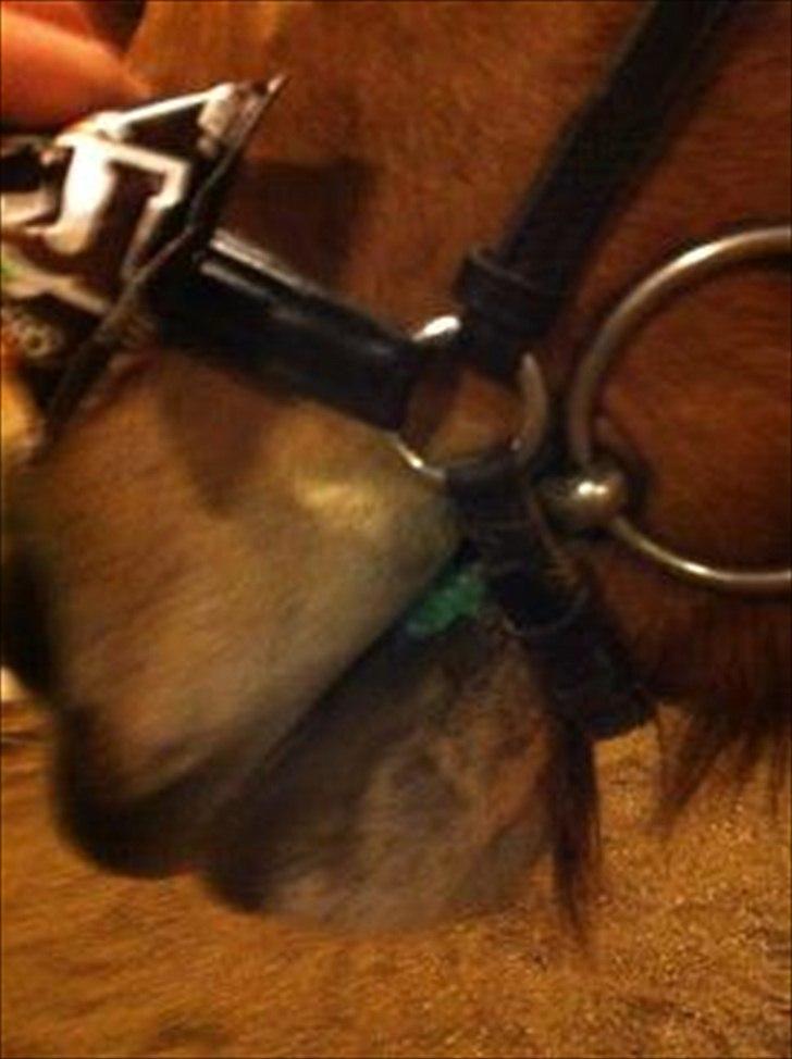 Anden særlig race Vanilla - Vanilla elsker m&m's! :D billede 18