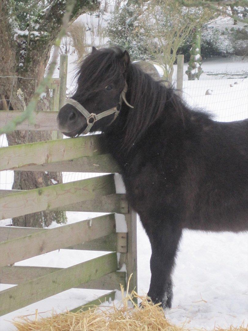 Shetlænder Kylenstens faustin "R.I.P" <3 billede 6