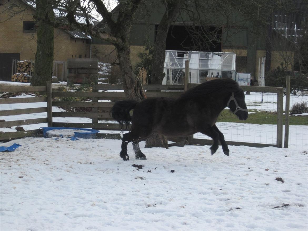Shetlænder Kylenstens faustin "R.I.P" <3 billede 8