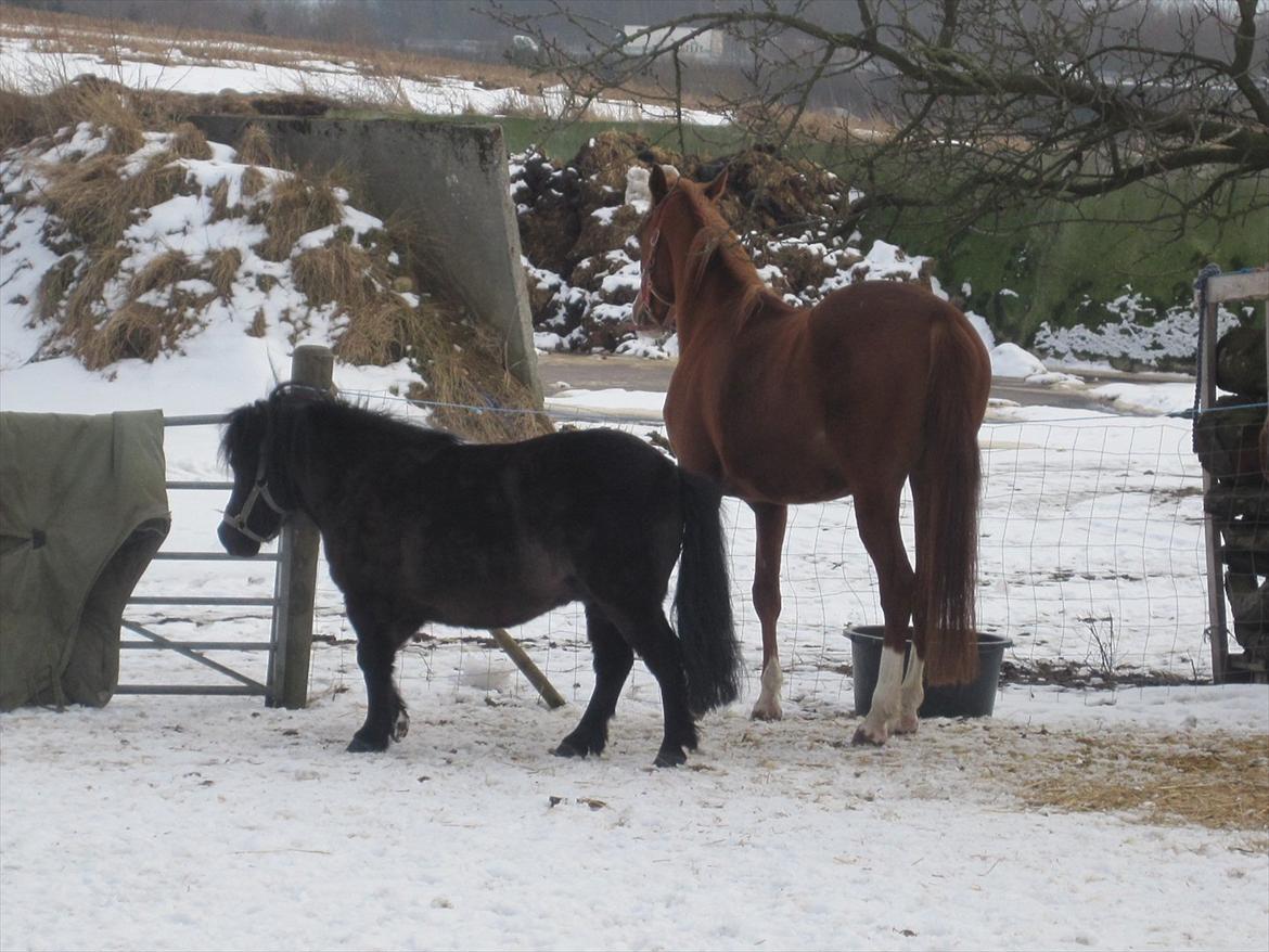 Shetlænder Kylenstens faustin "R.I.P" <3 billede 9
