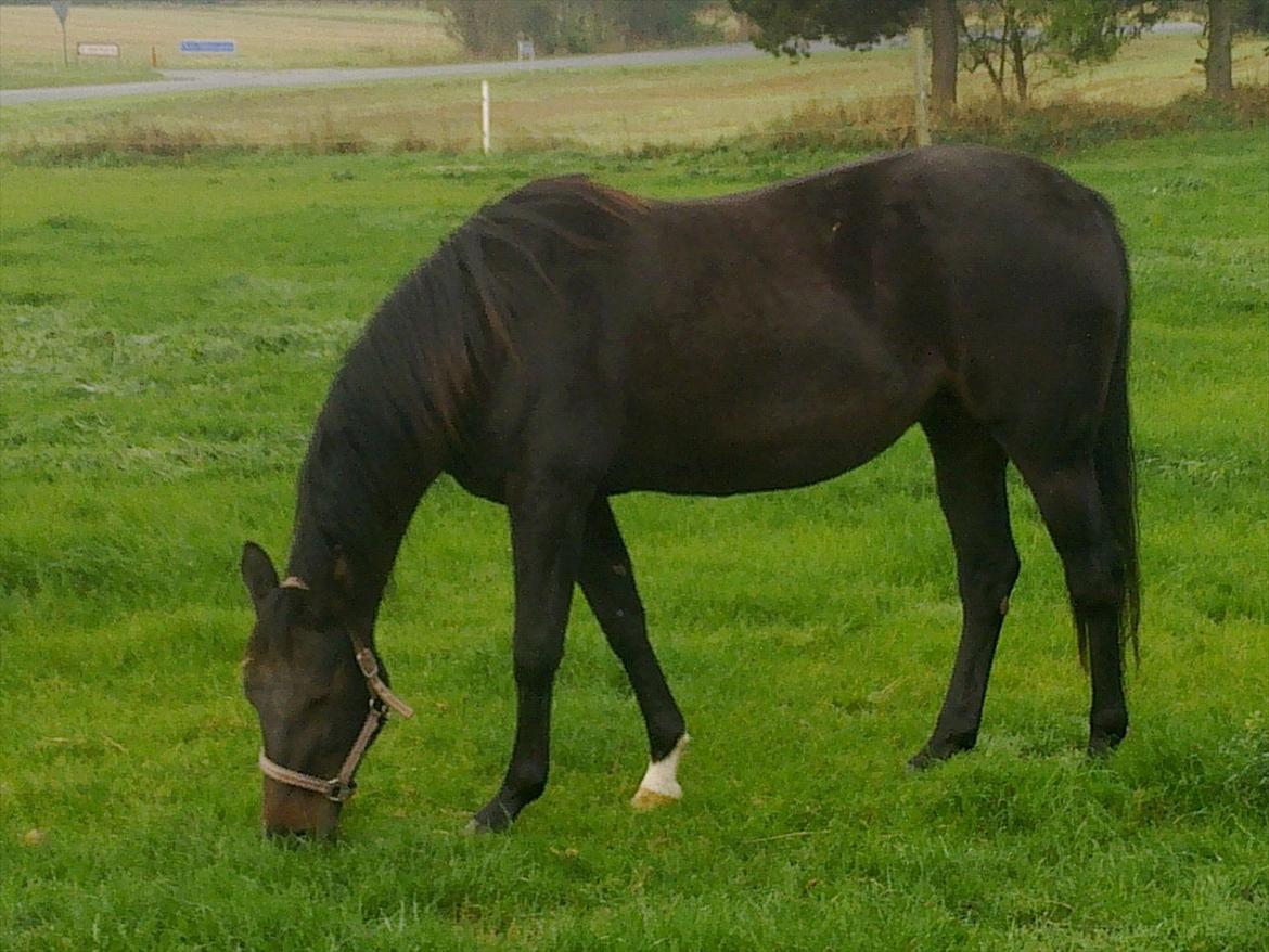 Traver Hurtis billede 6