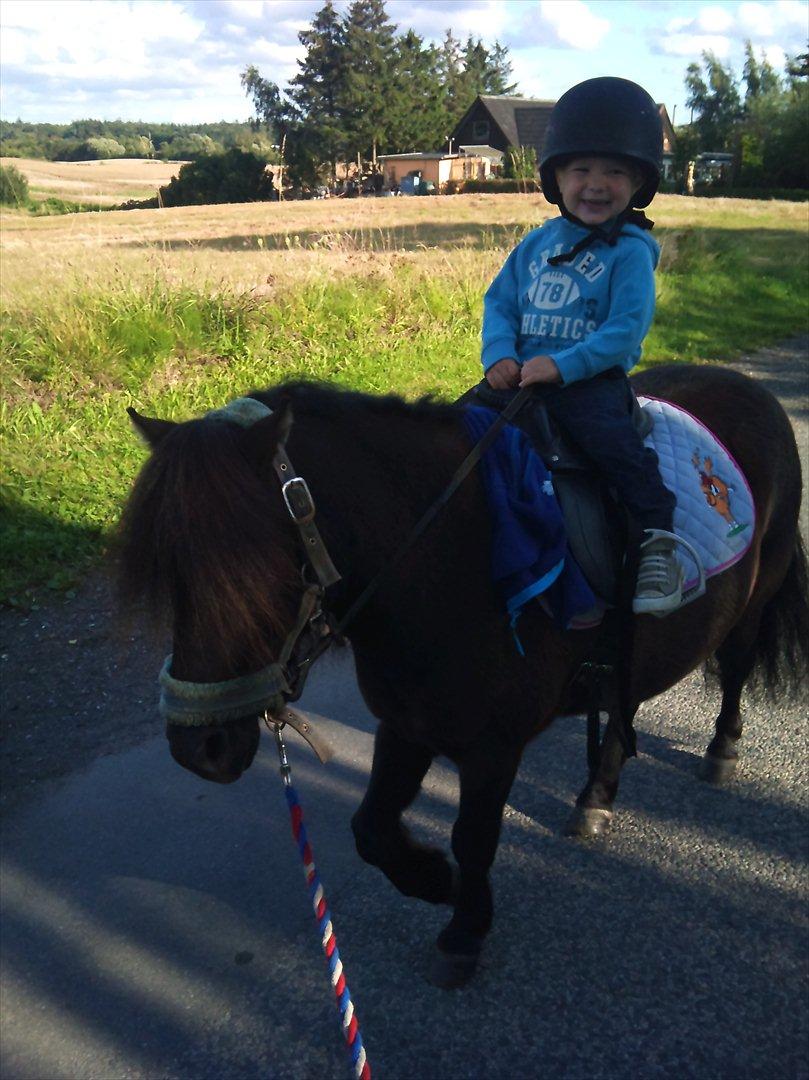 Shetlænder Kylenstens faustin "R.I.P" <3 billede 15