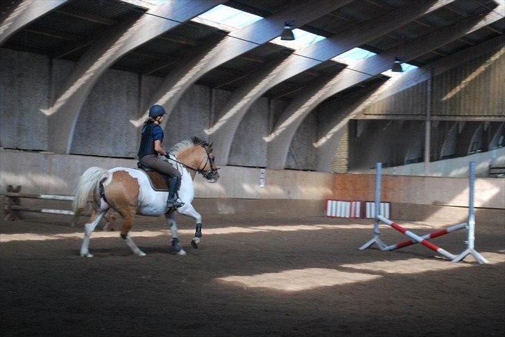 Anden særlig race Dolly - foto: AK billede 2