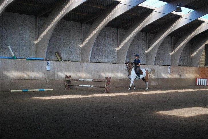 Anden særlig race Dolly - foto: AK billede 3