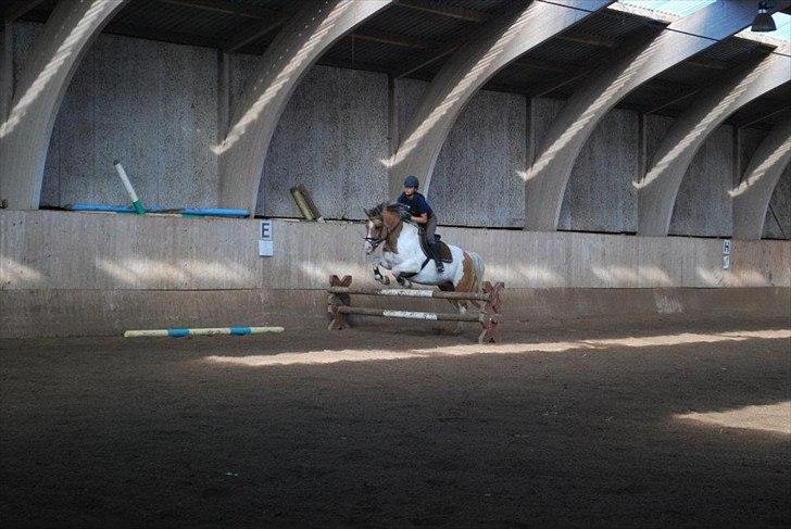 Anden særlig race Dolly - foto: AK billede 4