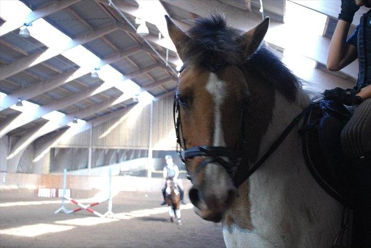 Anden særlig race Dolly - foto: AK billede 5