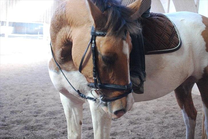 Anden særlig race Dolly - foto: AK billede 6