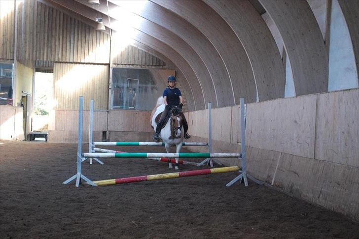 Anden særlig race Dolly - foto: AK billede 7