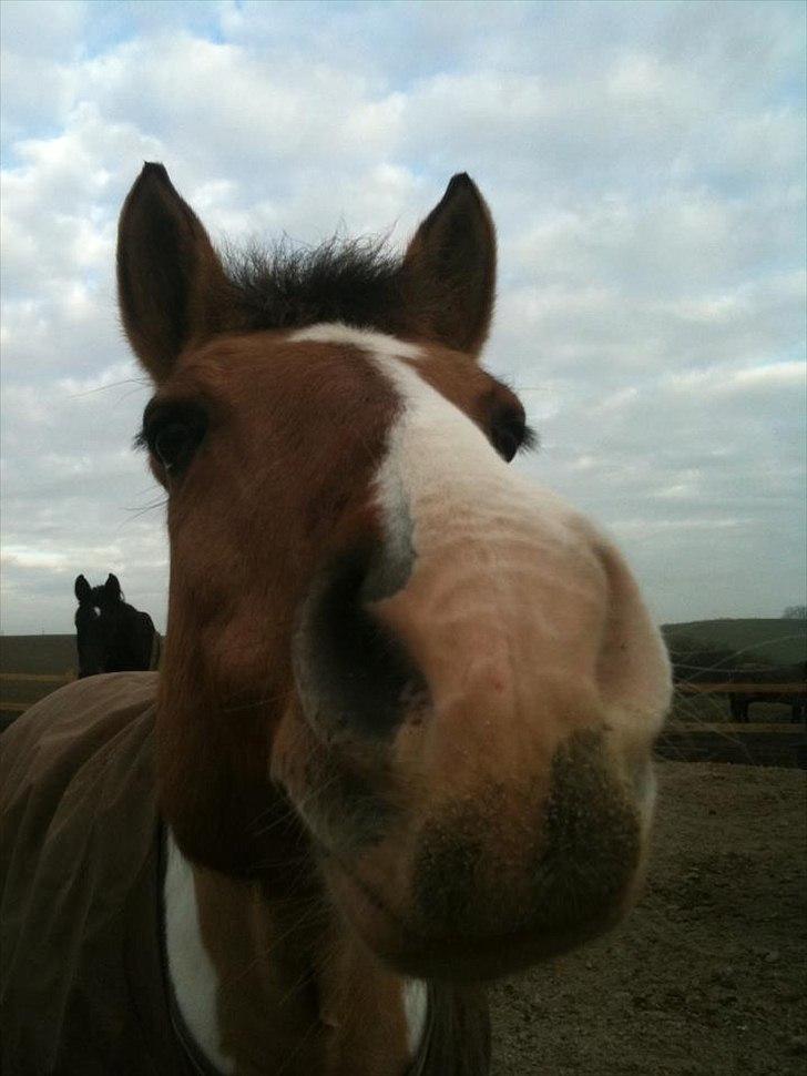 Anden særlig race Dolly - Smukke Dolly <3 billede 1