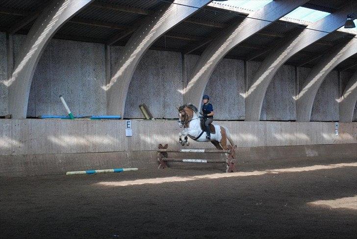 Anden særlig race Dolly - foto: AK billede 8