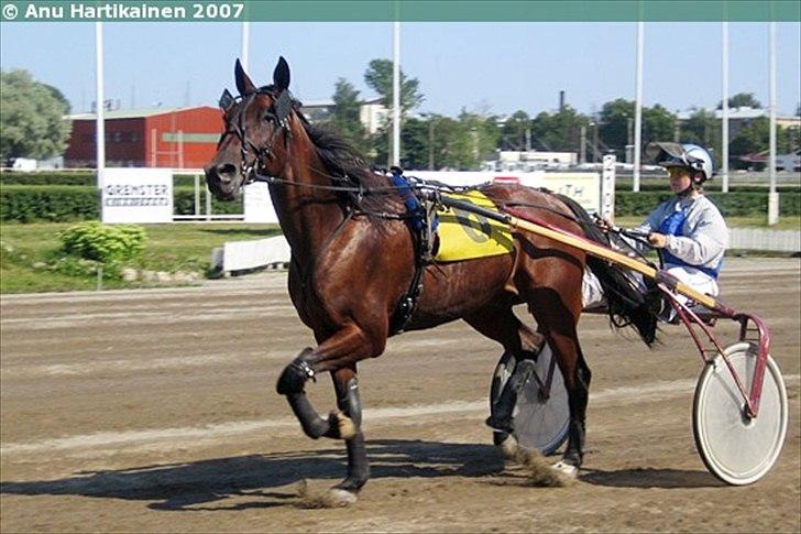 Traver Åhlundas Edwin (Eddey) (SOLGT D.1.12.2011) - Et billede tilbage fra da han løb som travhest billede 8