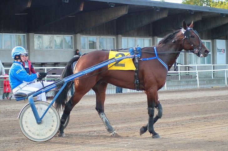 Traver Åhlundas Edwin (Eddey) (SOLGT D.1.12.2011) - Et billede tilbage fra da han løb som travhest billede 9