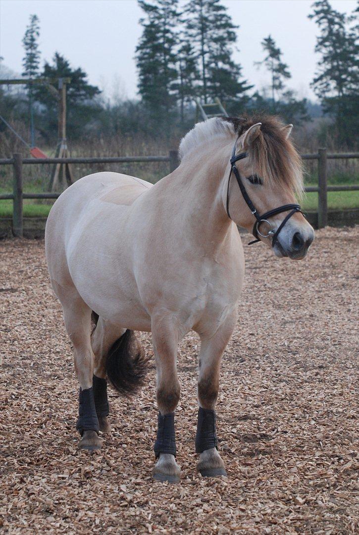 Fjordhest Dyrendals Dusty *Solgt* - D. 20.11.11 billede 1