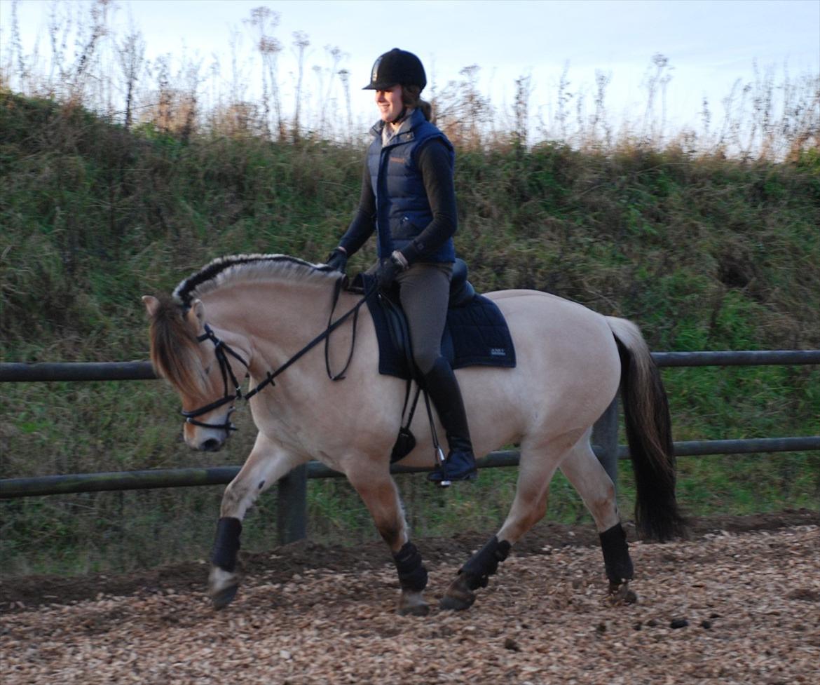 Fjordhest Dyrendals Dusty *Solgt* - D. 20.11.11 billede 2