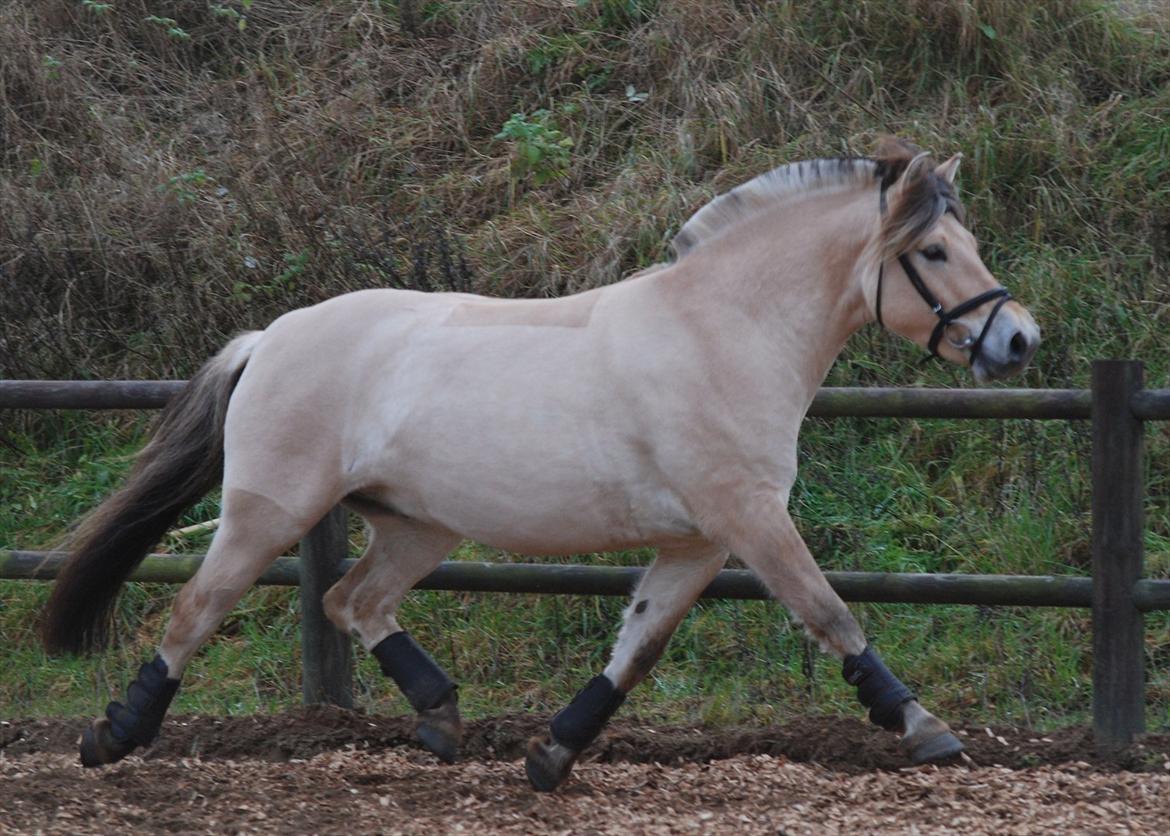 Fjordhest Dyrendals Dusty *Solgt* - D. 20.11.11 billede 3