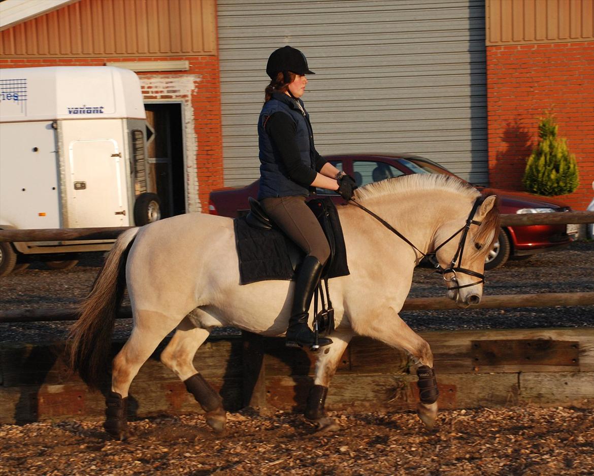 Fjordhest Dyrendals Dusty *Solgt* - D. 20.11.11 billede 5