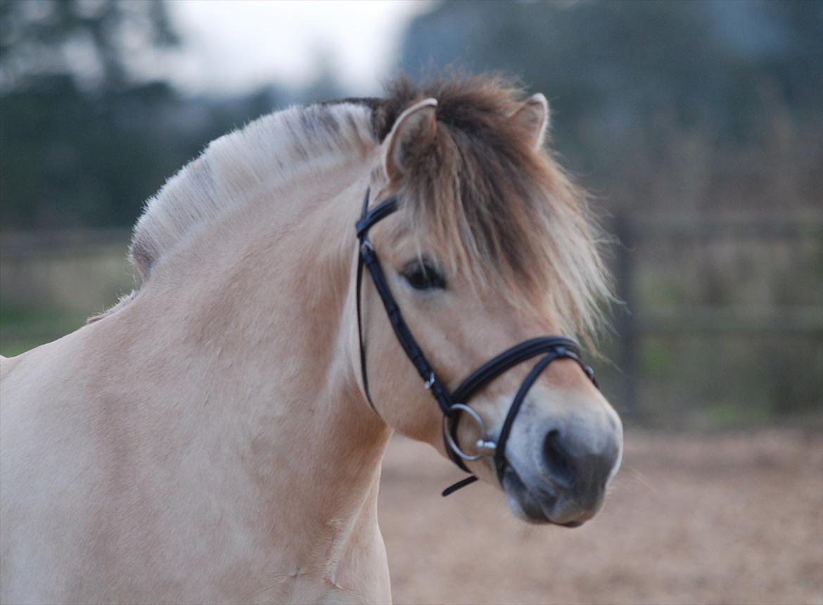 Fjordhest Dyrendals Dusty *Solgt* - D. 20.11.11 billede 6