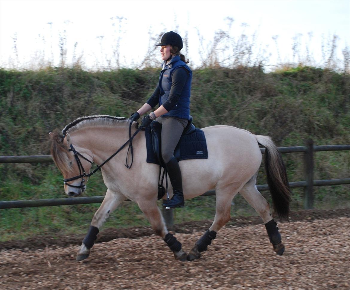 Fjordhest Dyrendals Dusty *Solgt* - D. 20.11.11 billede 7