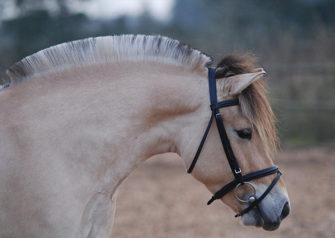 Fjordhest Dyrendals Dusty *Solgt* - D. 20.11.11 billede 11