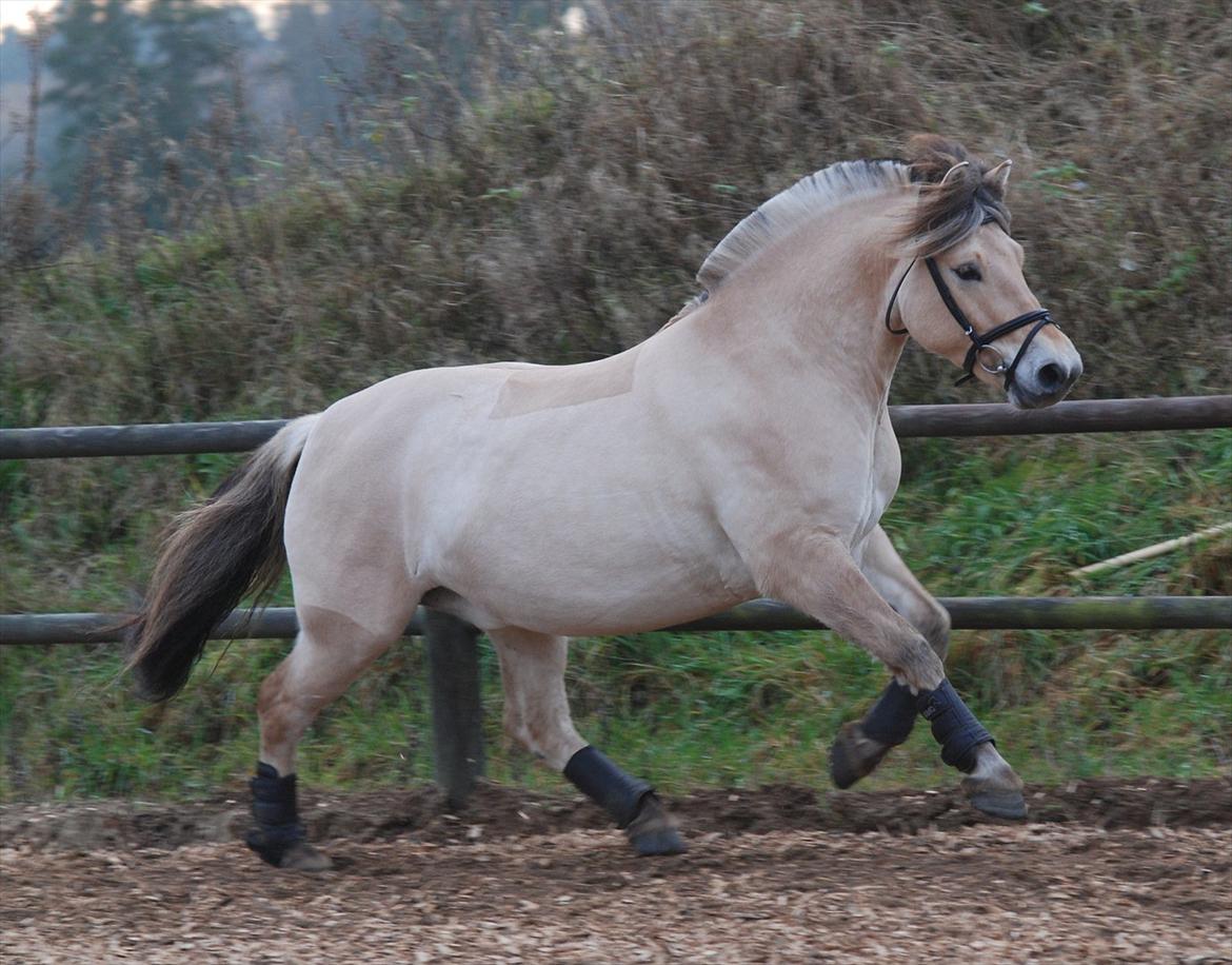 Fjordhest Dyrendals Dusty *Solgt* - D. 20.11.11 billede 10