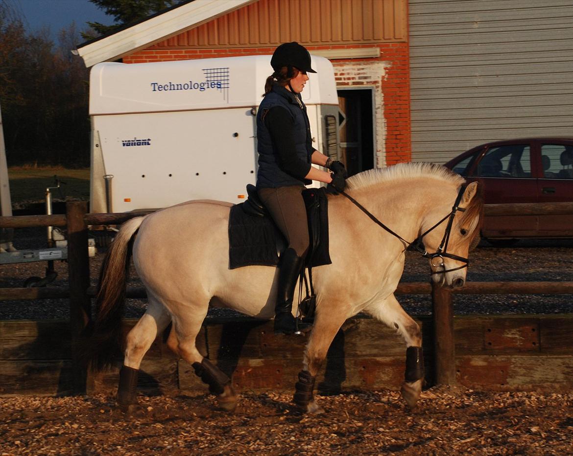 Fjordhest Dyrendals Dusty *Solgt* - D. 20.11.11 billede 9