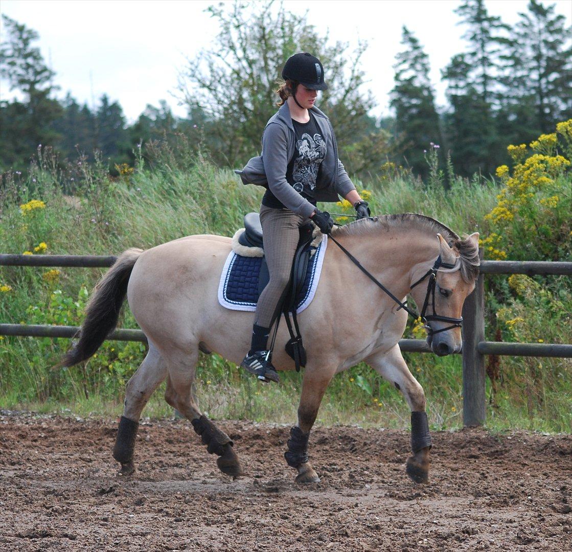 Fjordhest Dyrendals Dusty *Solgt* - D. 20.11.11 billede 14