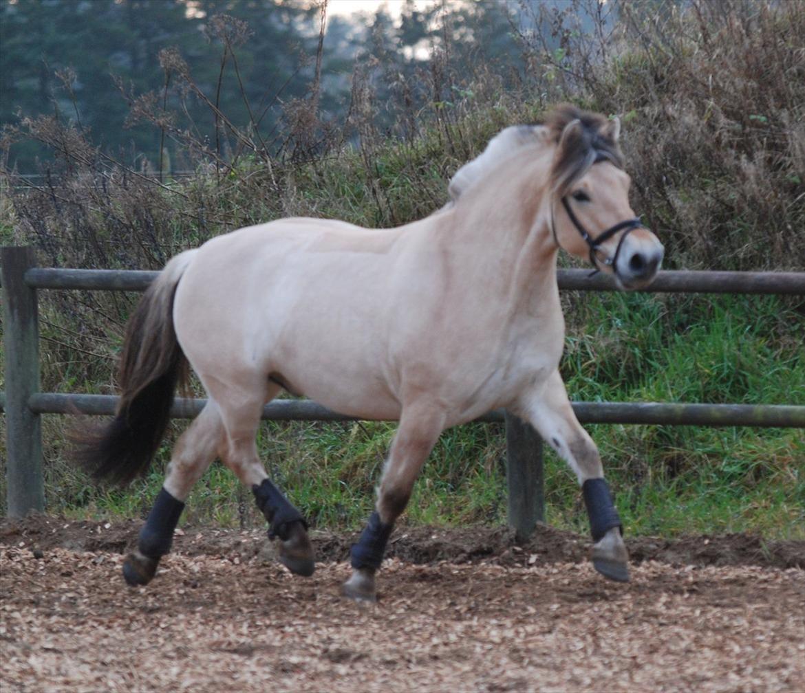 Fjordhest Dyrendals Dusty *Solgt* - D. 20.11.11 billede 13