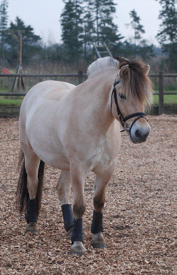 Fjordhest Dyrendals Dusty *Solgt* - D. 20.11.11 billede 15