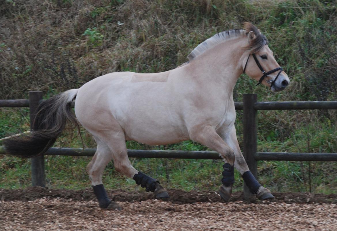 Fjordhest Dyrendals Dusty *Solgt* - D. 20.11.11 billede 18