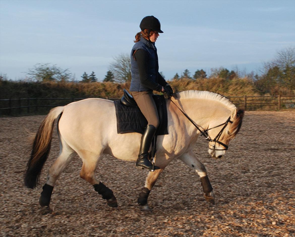 Fjordhest Dyrendals Dusty *Solgt* - D. 20.11.11 billede 17