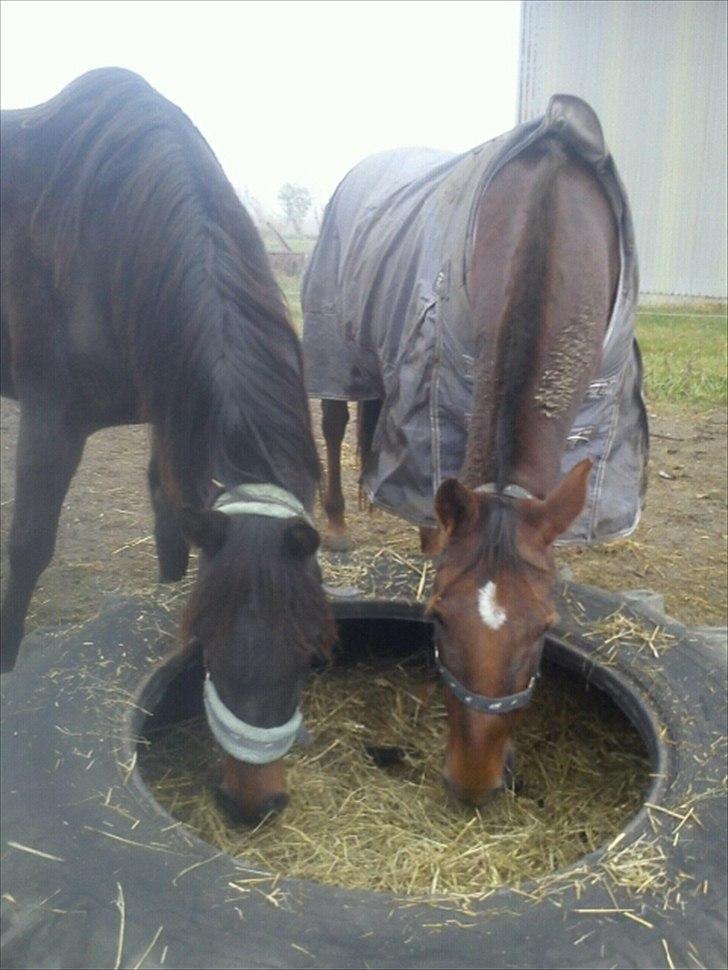 Anden særlig race roosgårdens jasmin (SOLGT ) R.I.P billede 13