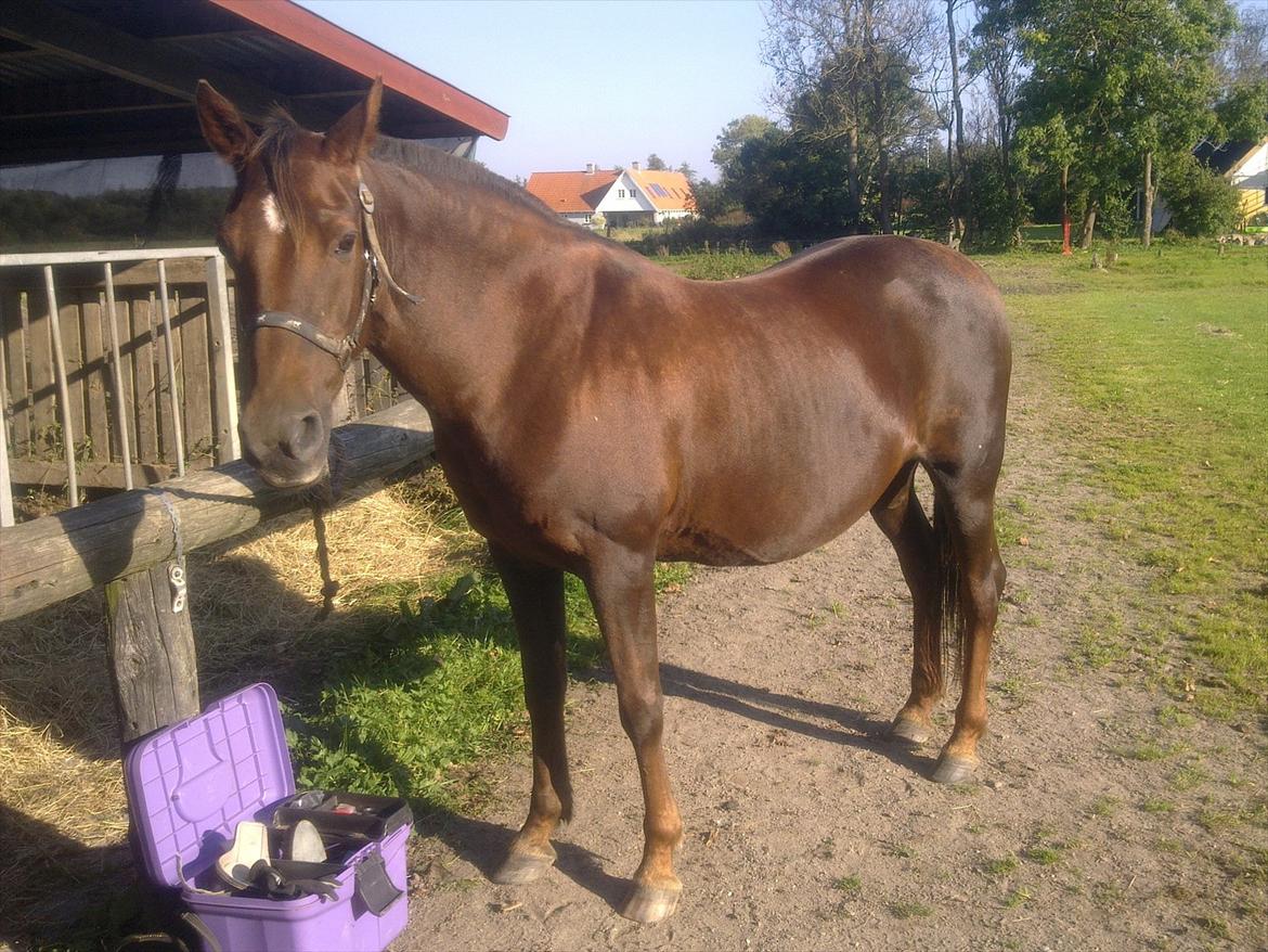 Anden særlig race roosgårdens jasmin (SOLGT ) R.I.P billede 15