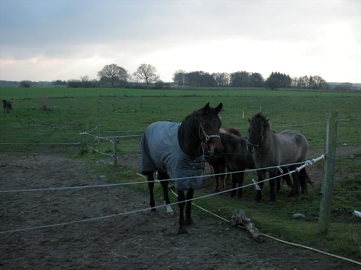 Dansk Varmblod Monty af Dandanell *SOLGT* billede 15