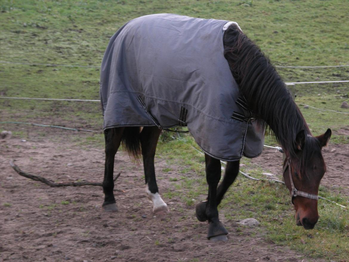 Dansk Varmblod Monty af Dandanell *SOLGT* - Søde Monty billede 12
