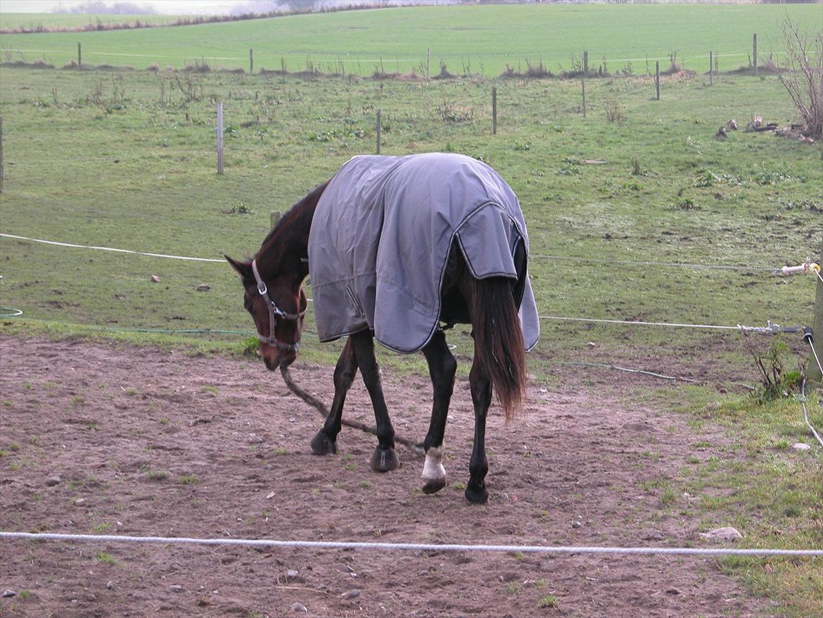 Dansk Varmblod Monty af Dandanell *SOLGT* - små hjerner små fornøjelser :) - En pind er meget underholdende :) billede 14